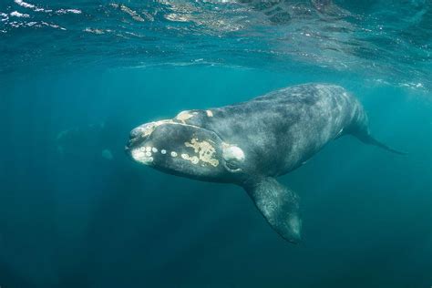 how many north atlantic right whales left
